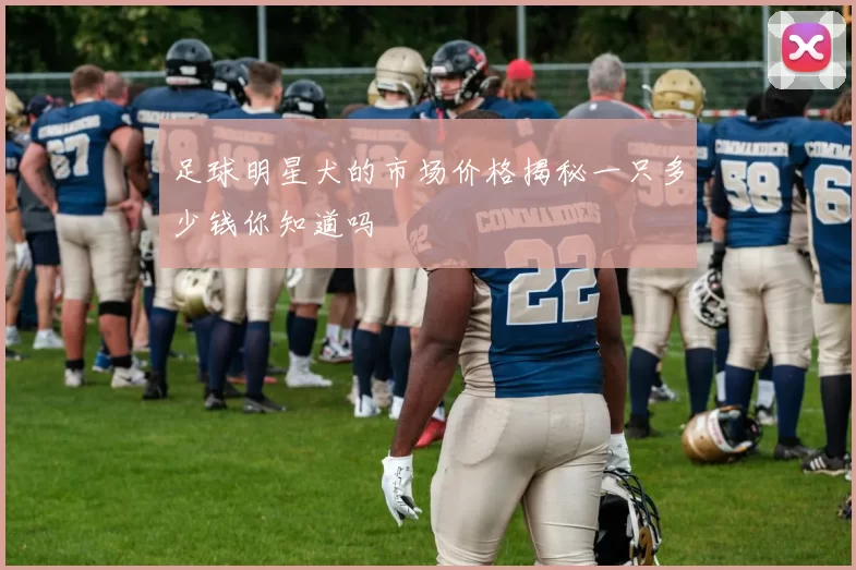 足球明星犬的市场价格揭秘一只多少钱你知道吗
